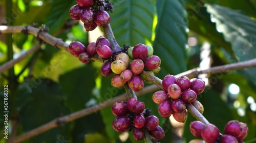 coffee flowers in the forest