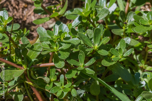 purslane plant portulaca oleracea outdoor