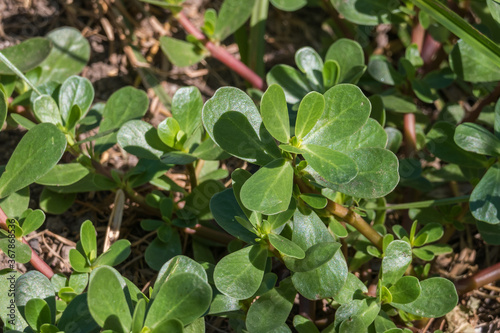 Wallpaper Mural purslane plant portulaca oleracea Torontodigital.ca