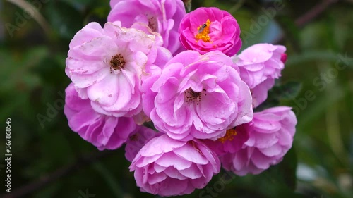 pink and purple flowers