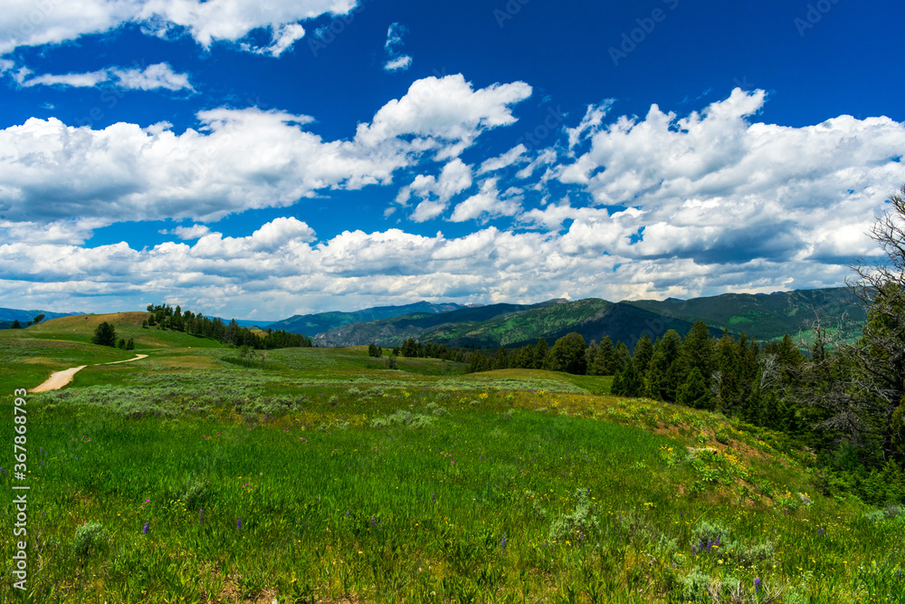 Meadow with Wildflowers in Yellowstone National Park