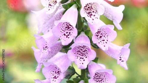 pink orchid flowers