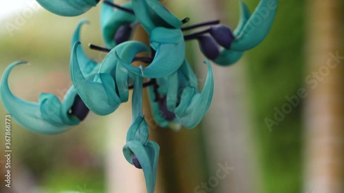 blue flower on a green background