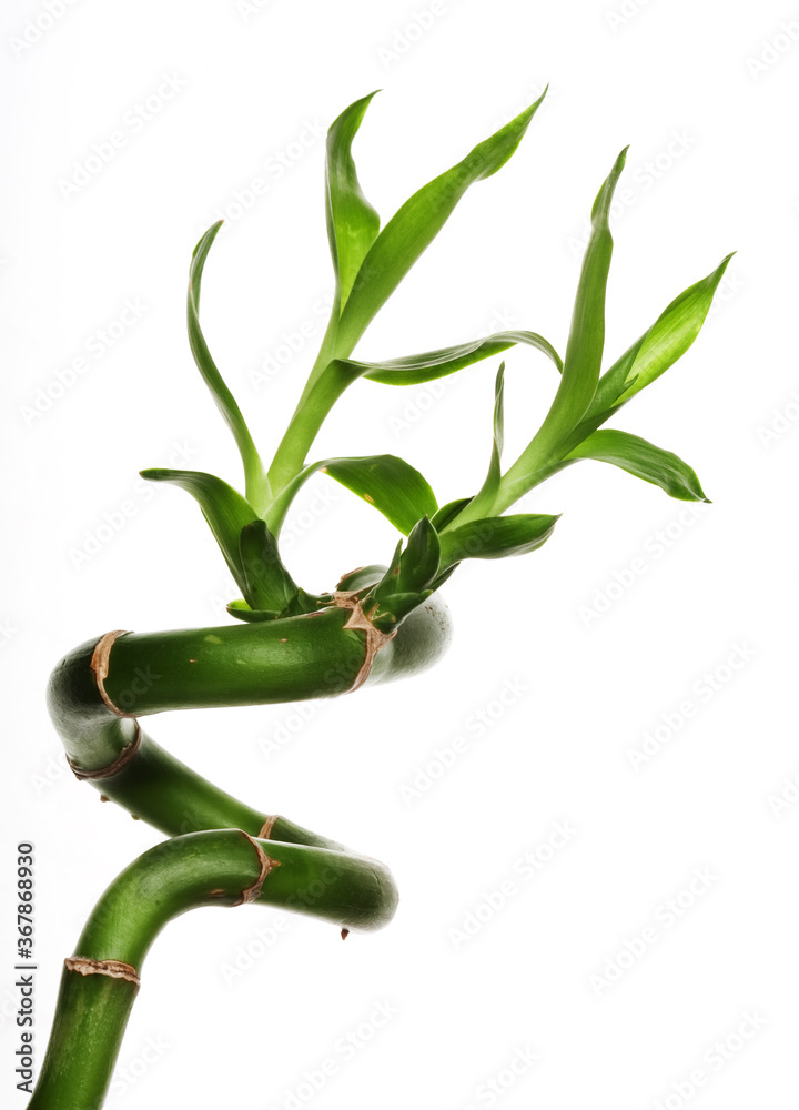 Fototapeta premium lucky bamboo