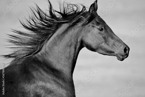 portrait of a black Arabian horse galloping, close up