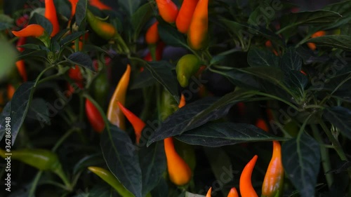 red and yellow flowers