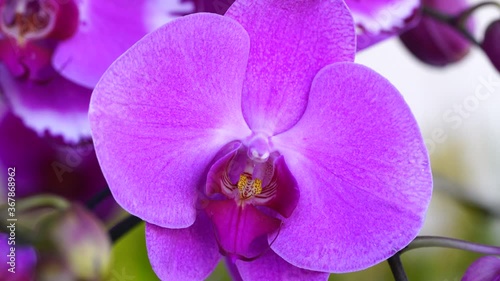 purple orchid on green background