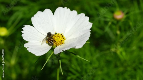 white daisy in the grass