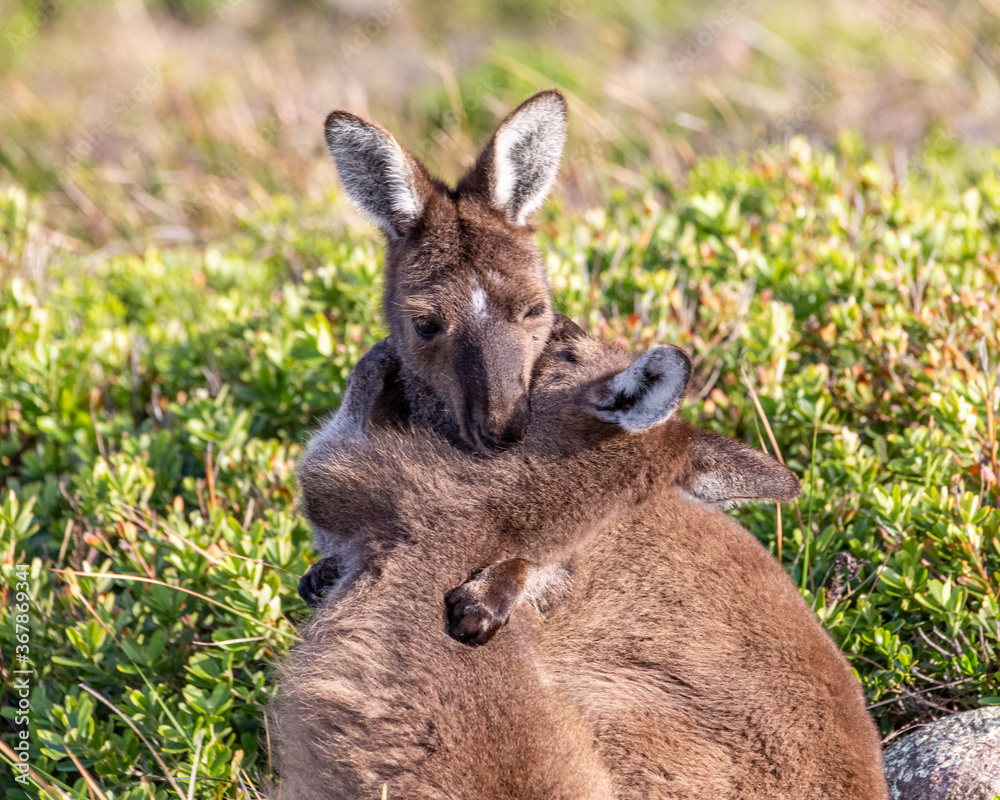 Fototapeta premium Kangaroo Cuddle