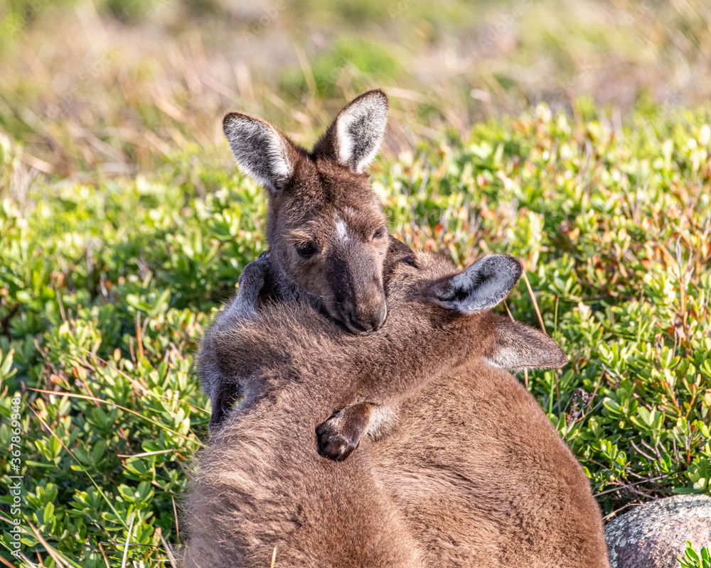 Fototapeta premium Kangaroo Kuddle
