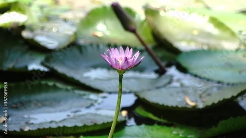 lotus flower lily in the pond
