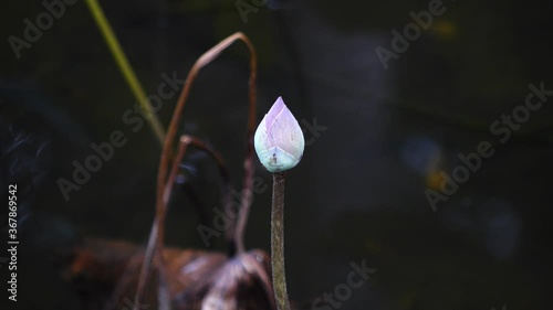 flower in the rain