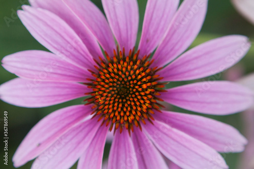 Purple cone flowers