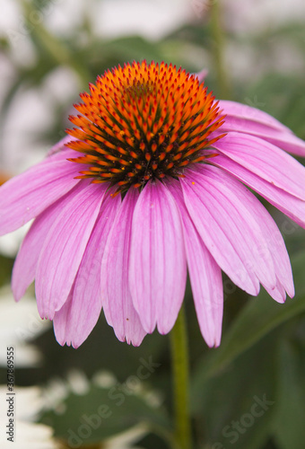 Purple cone flowers