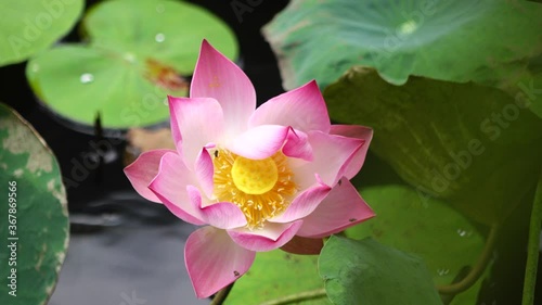 pink lotus flower