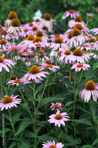 Purple cone flowers