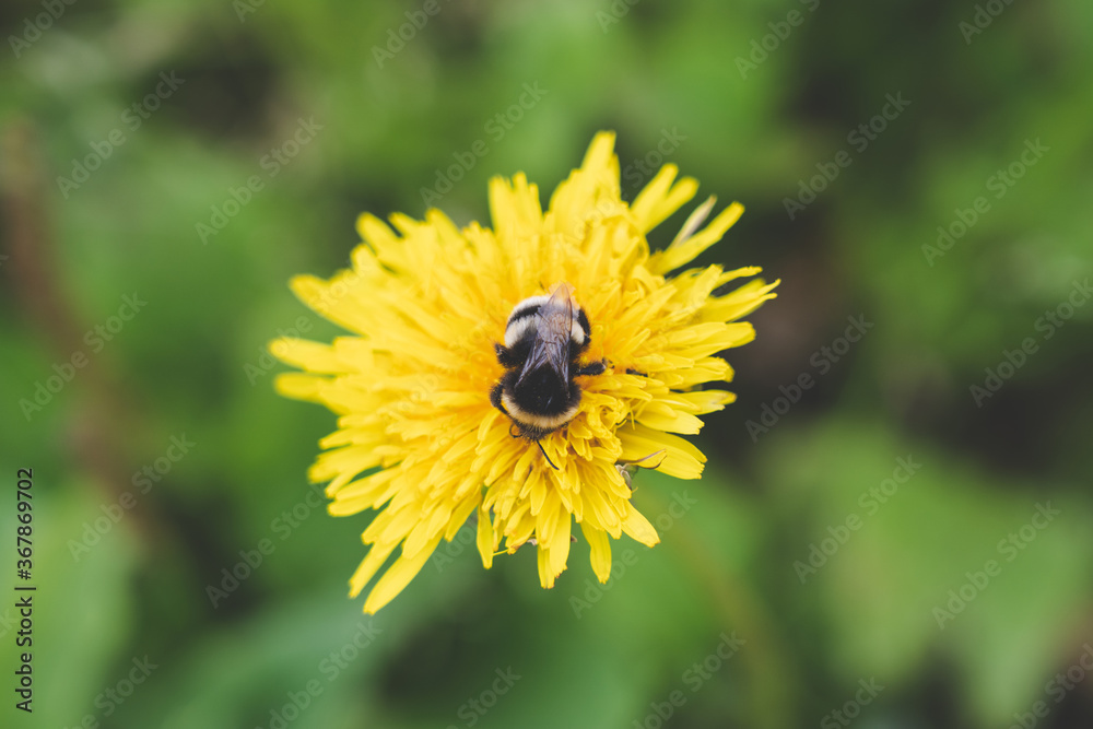 Bumblebee collecting pollen in yellow dandelion flower. Bumblebee collecting pollen in yellow dandelion flower.