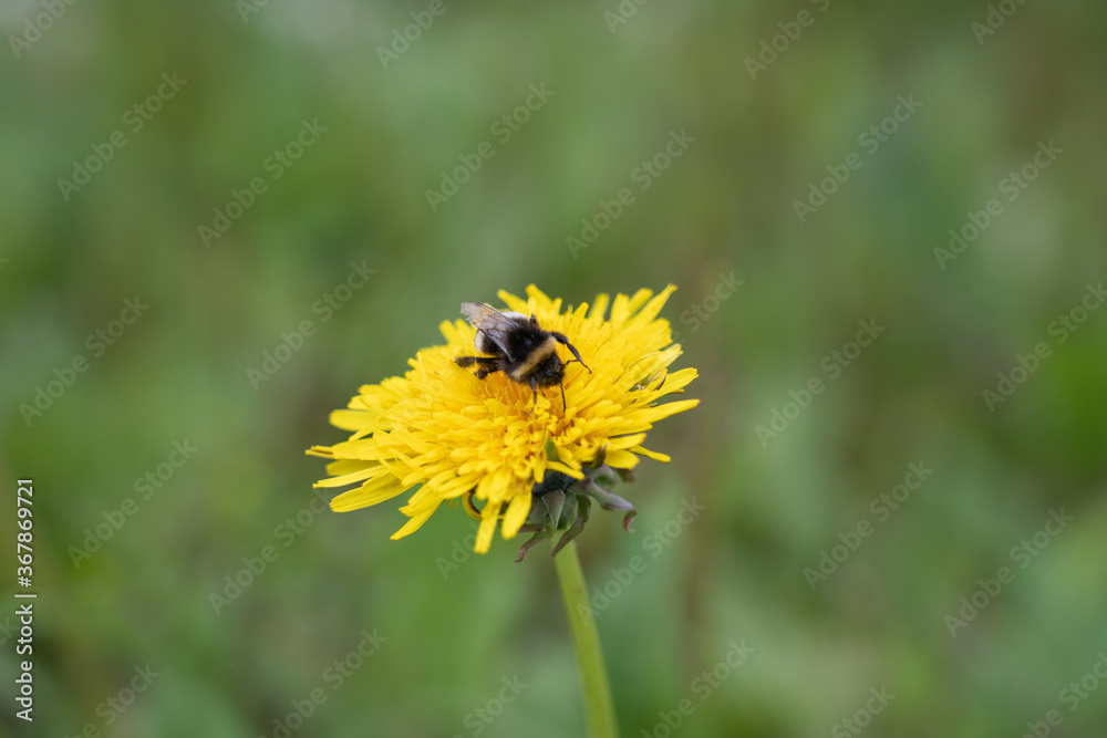 Bumblebee collecting pollen in yellow dandelion flower. Bumblebee collecting pollen in yellow dandelion flower.