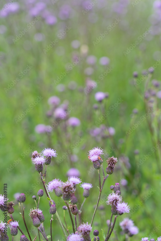 Burdock thorny flower. (Arctium lappa) on green blur background. Burdock thorny flower. (Arctium lappa) on green blur background.