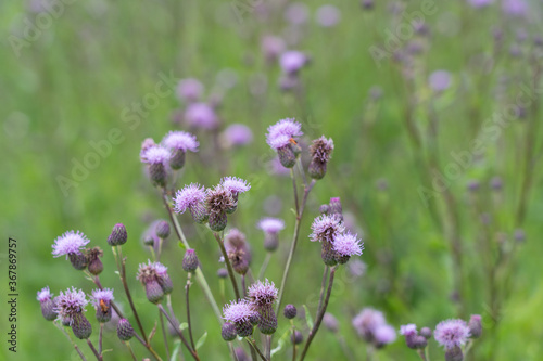 Burdock thorny flower. (Arctium lappa) on green blur background.