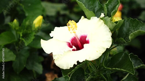 pink and white flower, hibiscus flower