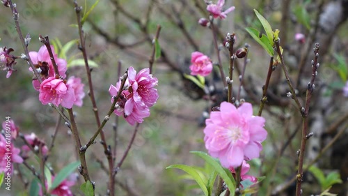 peach blossom in vietnam