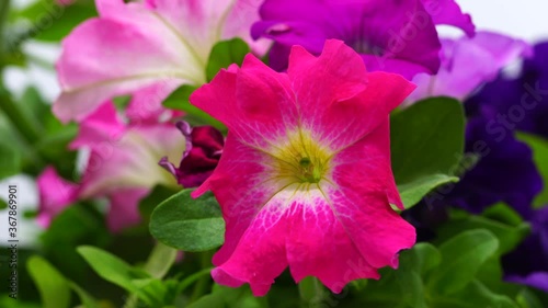 pink and purple flowers , hibiscus flower