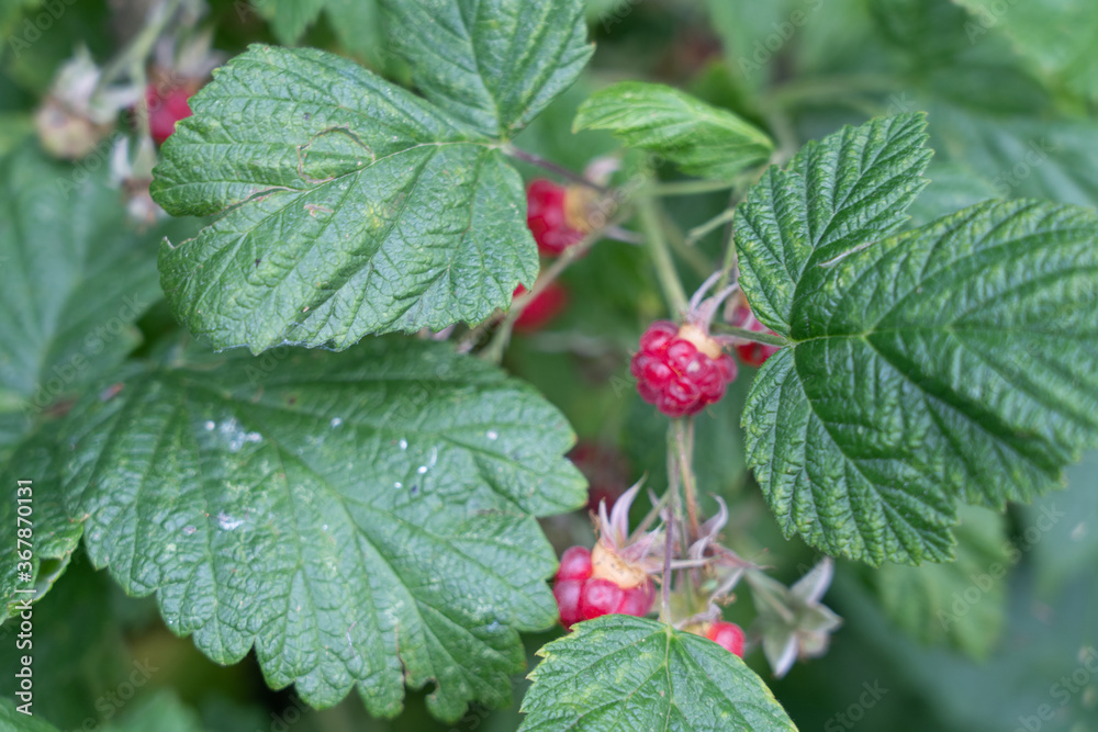 Fresh ripe raspberries on the branch. Fresh ripe raspberries on the branch.