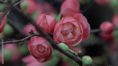 pink rose on a green background