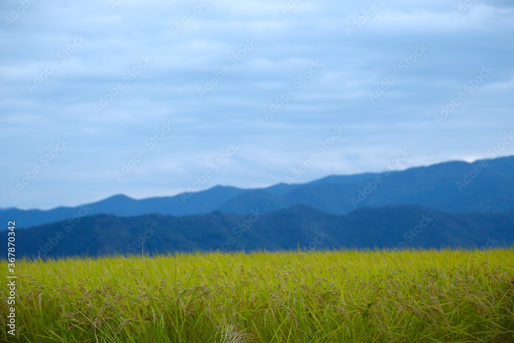 信州の山々と稲