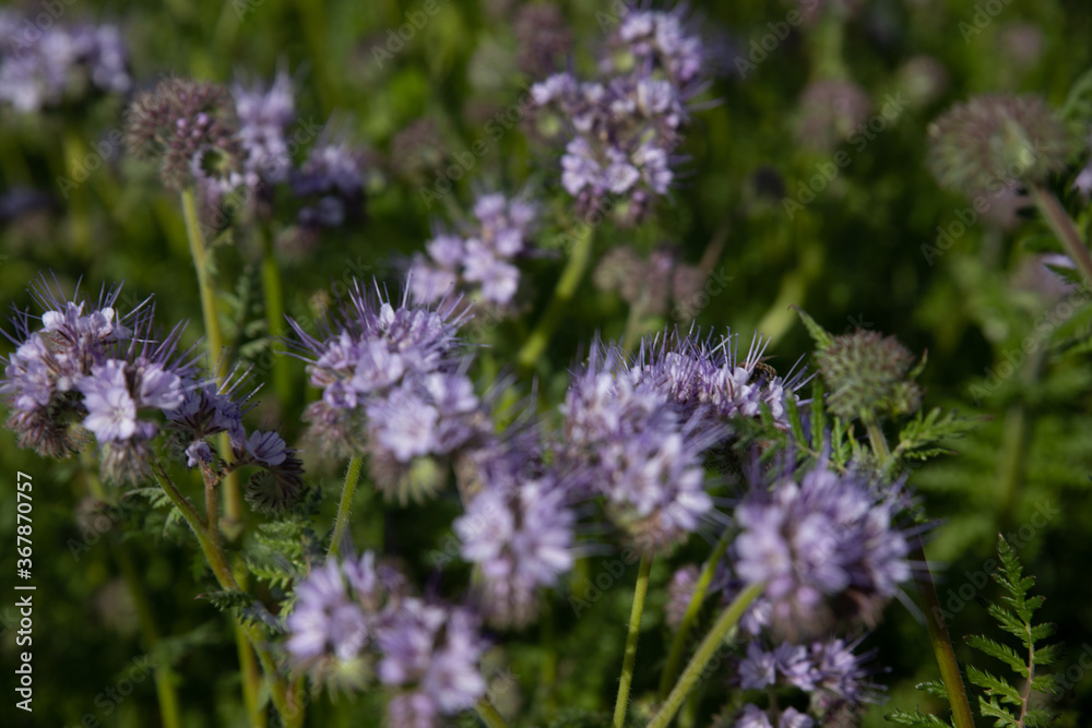 Blumen Blumen