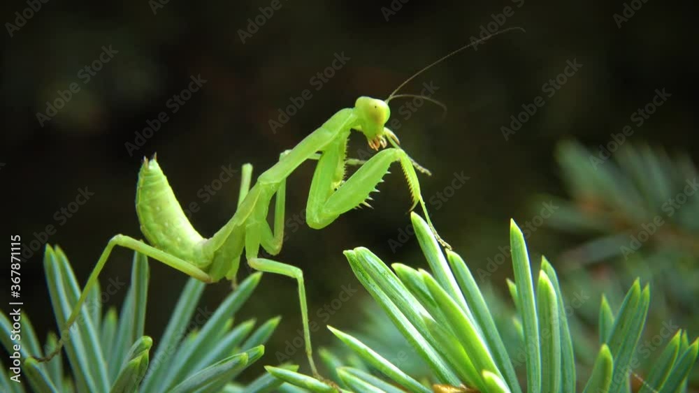 The European mantis (Mantis religiosa). The predatory insect preys on plants.