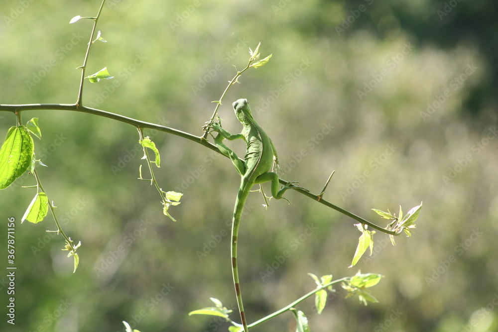 iguana verde iguana verde