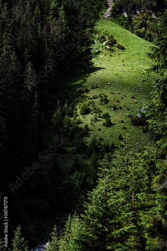 Fototapeta Naklejka Na Ścianę i Meble -  Alp forest