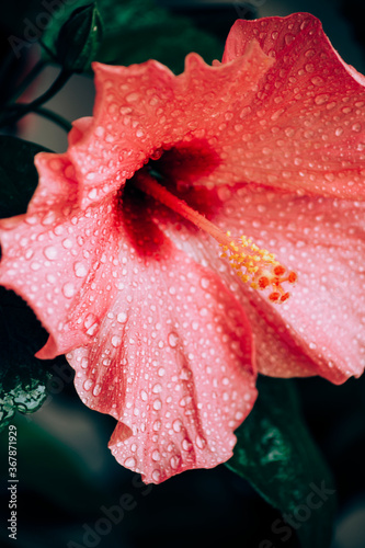 Close up picture of red hibiscus flower with water drops after rainy weather in the garden. Macro photography of nature wallpaper with drops. Copy space for text, greeting card concept with flower