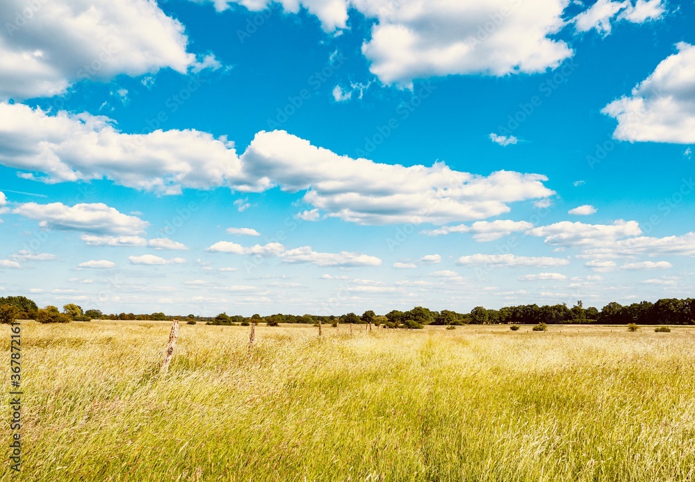 Obraz premium wheat field and blue sky