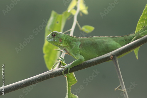 iguana verde