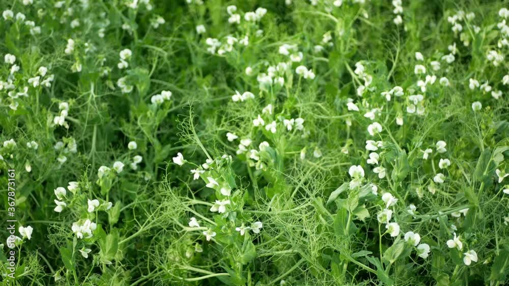Peas detail blossom flower white bio organic farm farming cover crop Pisum sativum, green fertilization mulch field soil nutrition for other crops pea green tendrils manure nitrogen, agriculture Peas detail blossom flower white bio organic farm farming cover crop Pisum sativum, green fertilization mulch field soil nutrition for other crops pea green tendrils manure nitrogen, agriculture