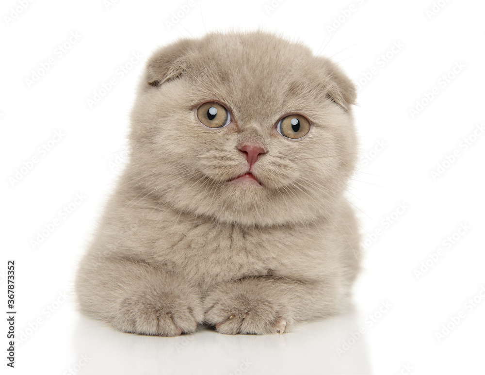 Scottish fold kitten poses lying