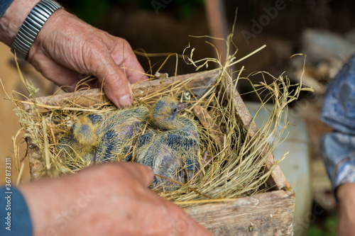 pigeon chicks in a wooden box with hay in the hands of a pigeon breeder.