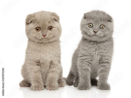 Two Scottish fold kittens sit on a white background © jagodka
