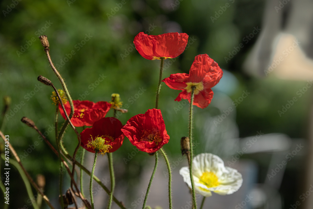 Obraz premium Blumen im Garten