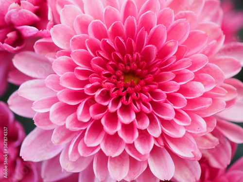 pink dahlia flower © Heiko
