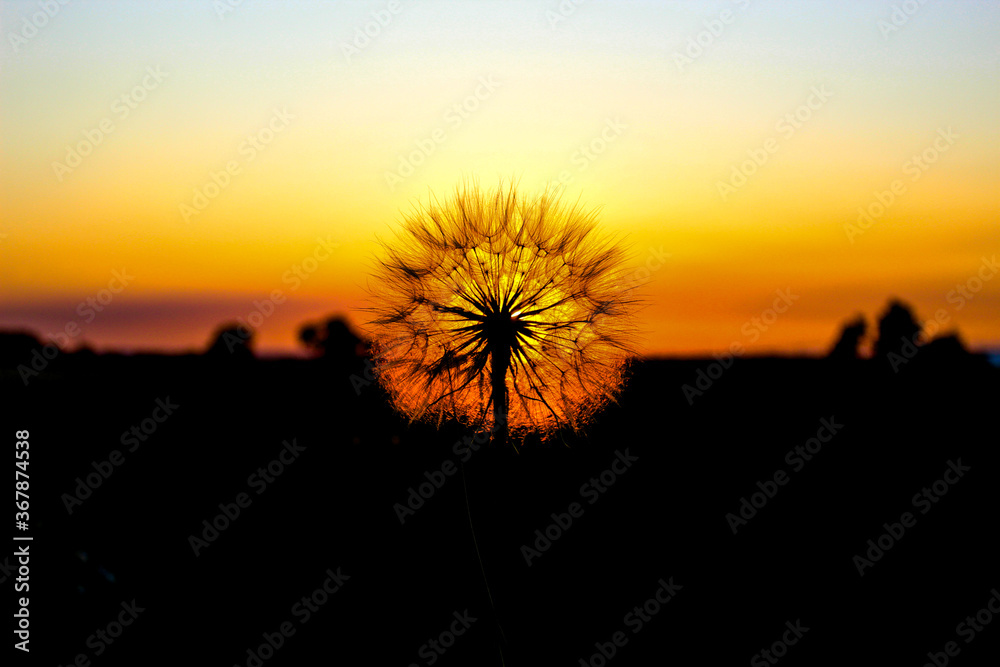 silhouette of a dandelion