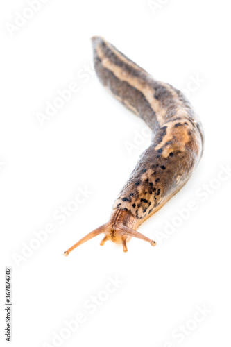 A Limax maximus slug, comonly found throughout western Oregon; white background and room for text
