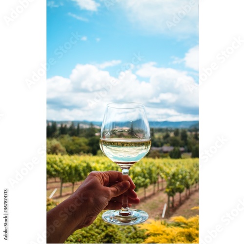 Vineyard in the Willamette Valley