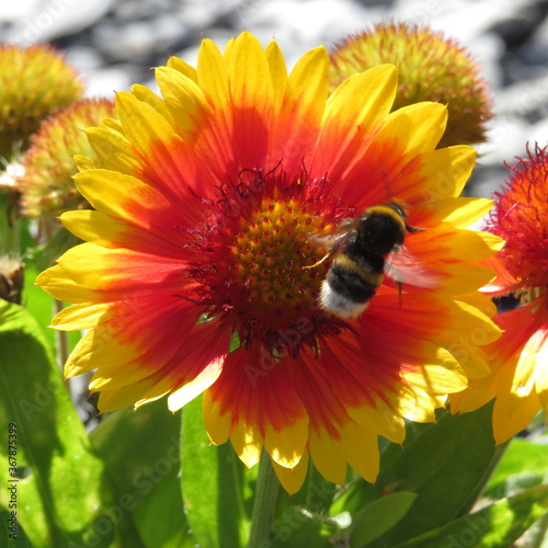 bee on a sunflower