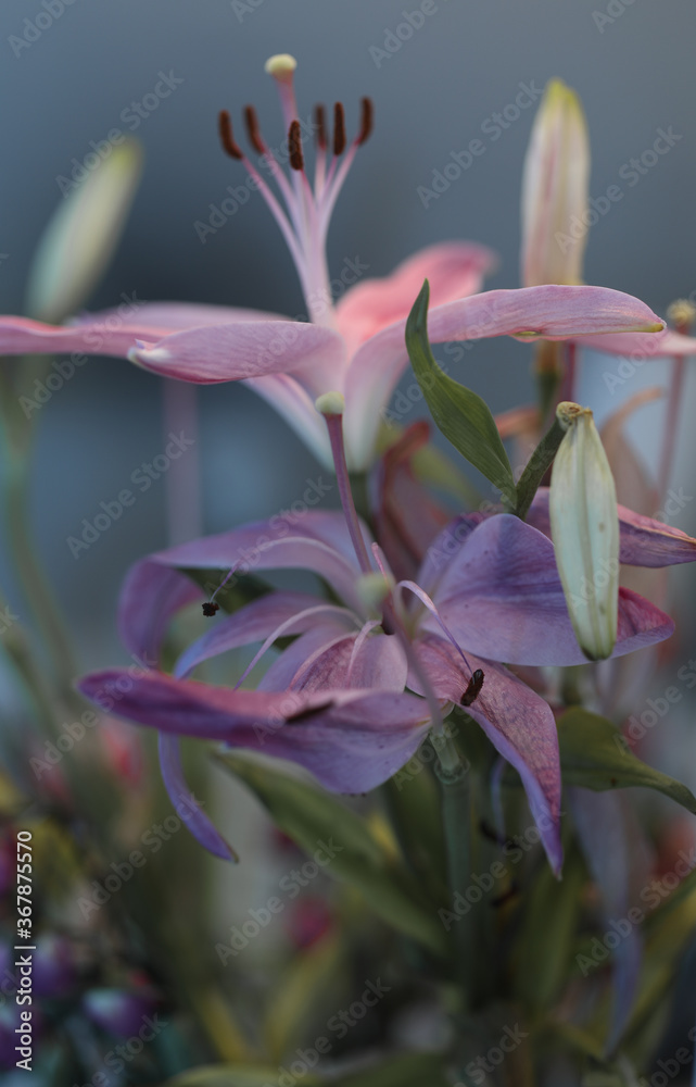 Fototapeta premium Blooming pink lily flower