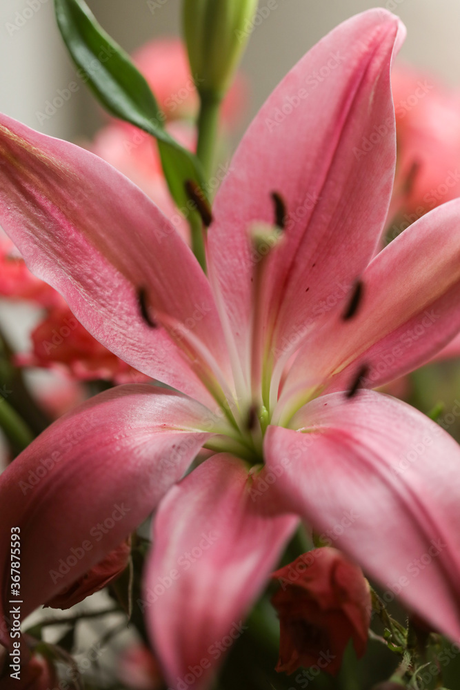 Fototapeta premium Closeup pink lily flower