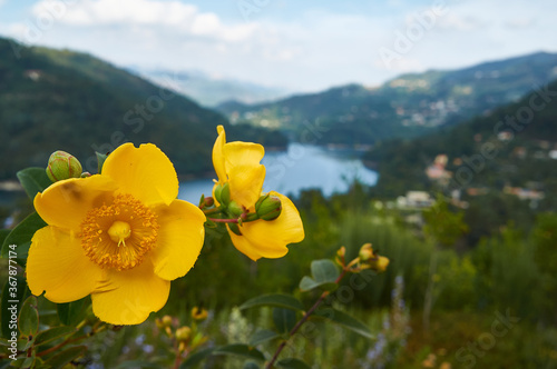 Cochlospermum yellow flowers in Portugal photo